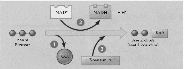 Gambar CO2Dekarboksilasi oksidatif asam2.11Koenzim A