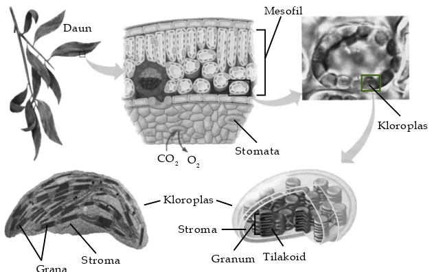 Gambar Granum TilakoidProses fotosintesis terjadi di2.17