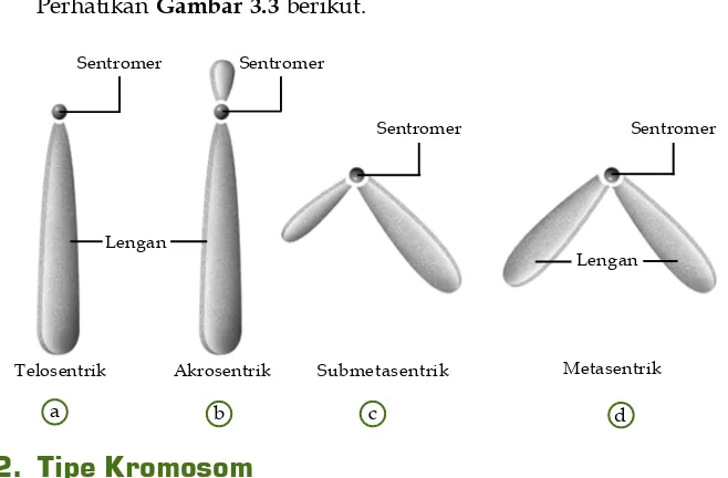 Gambar Berdasarkan letaksentromernya, kromosom dapat3.3
