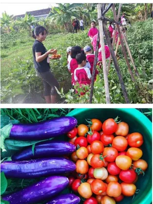 Gambar 2. Implementasi Paket wisata  Growing a Chubby Tomato 