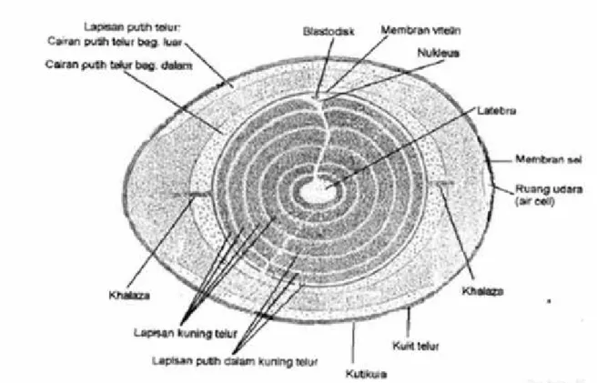 Gambar 1. Struktur Telur (Romanoff dan Romanoff, 1963).