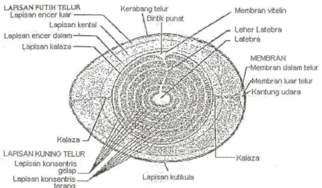 Gambar 1. Struktur telur menurut Romanoff dan Romanoff (1963) 