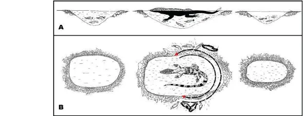 Gambar 2 Ilustrasi perpindahan ekor biawak air saat menangkap ikan.                  