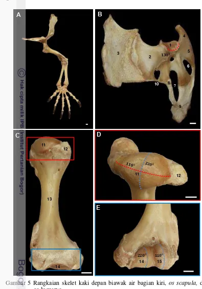 Gambar 5 Rangkaian skelet kaki depan biawak air bagian kiri, os scapula, dan        