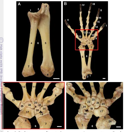 Gambar 6 Struktur ossa radius et ulna, ossa carpi, ossa metacarpalia, dan        