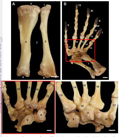 Gambar 8 Struktur ossa tibia et fibula dan persendian daerah digit biawak air 