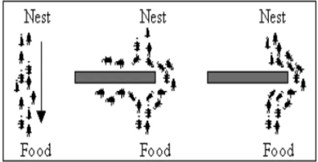 Gambar  1. Ants Menemukan Jalur Terpendek  Disekeliling Obstacle [4] 
