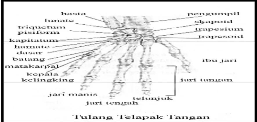 Gambar 1. Struktur Rangka Pergelangan Tangan (http://rizchaa11a333.wordpress.com/biologi/)