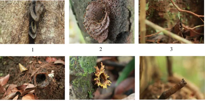 Gambar 4. Bentuk Lubang Sarang Lebah Kelulut (The shape of nest hole kelulut bees): 1