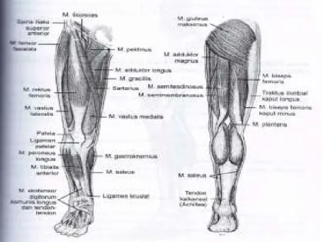 Gambar 4. Otot-otot superfisial dari paha kanan, pandangan anterior dan posterior 