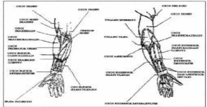 Gambar 5. Struktur otot lengan kanan dan kiri 