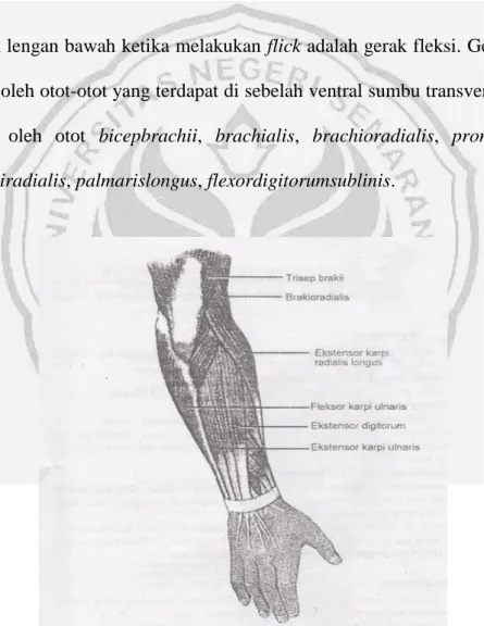 Gambar 2.1 Otot-otot lengan bawah kanan, pandangan posterior (Syaifuddin,  1996:99) 