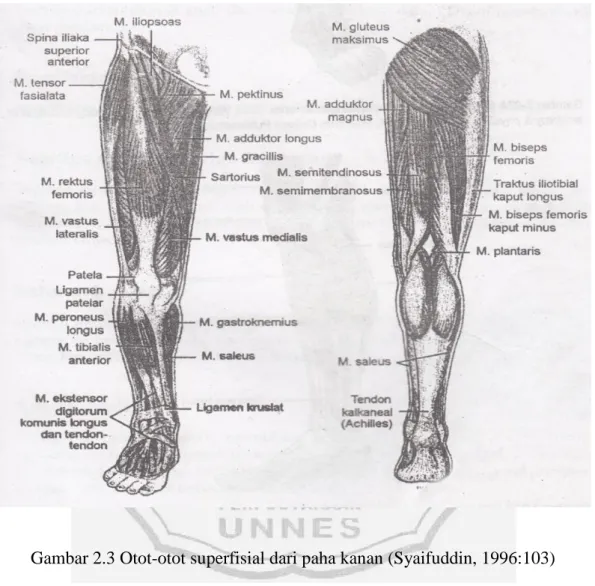 Gambar 2.3 Otot-otot superfisial dari paha kanan (Syaifuddin, 1996:103) 