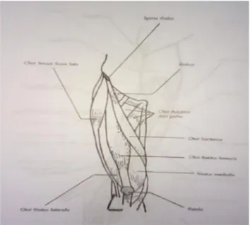 Gambar 1. Otot-otot yang terdapat pada tungkai ata ( Pearce 2002 : 134 )