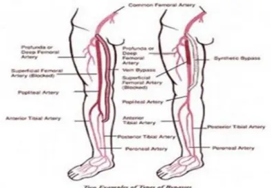 Gambar 2. Otot-otot yang terdapat pada tungkai bawah ( Pearce 2002 : 135 )