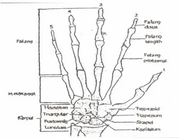 Gambar 3. Struktur rangka pergelangan tangan (Syaifudin, 1997:26)