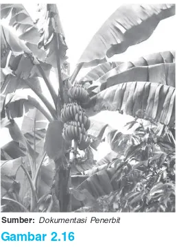 Gambar 2.16Daun pisang dapat melakukanakan keagungan Tuhan.Organisme yang dapat melakukan proses fotosintesis seperti