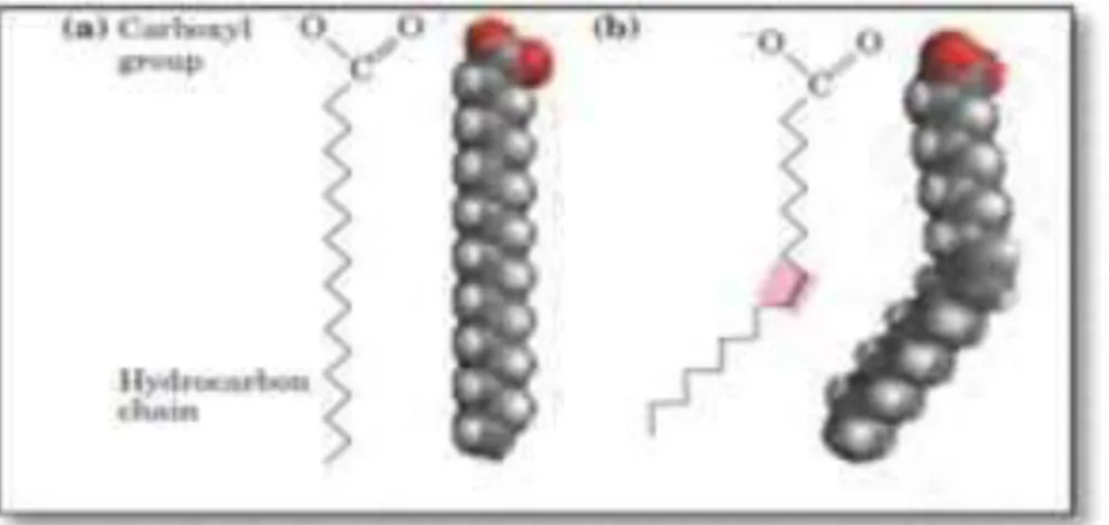 Gambar 2.1 Struktur asam lemak. (a) struktur asam stearat. (b)  struktur asam oleat (Nelson &amp; Cox, 2004) 