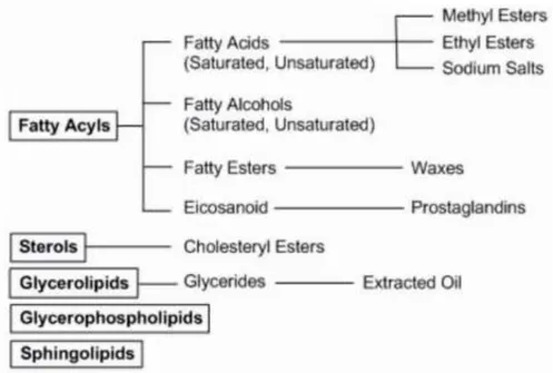Gambar 2.7 Klasifikasi lipid (Fahy et al., 2005) 