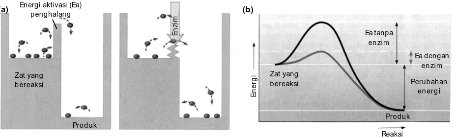 Gambar 2.2(a) Analogi energi aktivasi danperan enzim terhadap energiaktivasi(b) Pengaruh enzim terhadapenergi aktivasi.