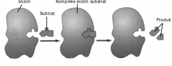 Gambar 2.3Ilustrasi kerja enzim menurut teori