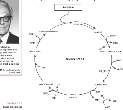 Gambar 2.11Bagan siklus Krebs