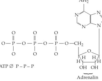 Gambar 2.3 Struktur molekul ATP