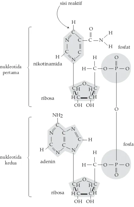 Gambar 2.5 Struktur molekul NAD
