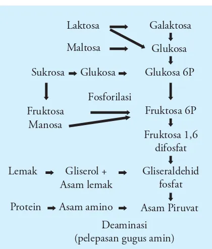 Gambar 2.16  Bagan masuknya senyawa-senyawa selain glukosa ke dalam reaksi glikolisis.