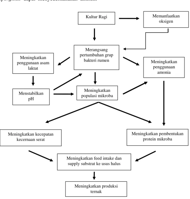 Gambar 1. Mekanisme kultur ragi (probiotik) dalam rumen (Wallace, 1994) 