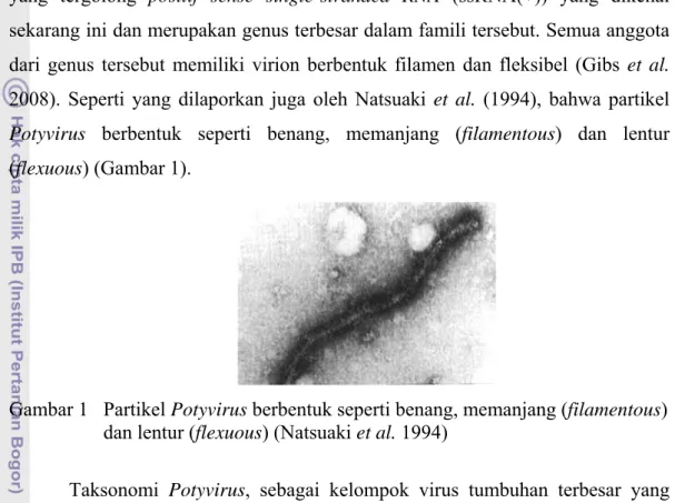 Gambar 1  Partikel Potyvirus berbentuk seperti benang, memanjang (filamentous)  dan lentur (flexuous) (Natsuaki et al