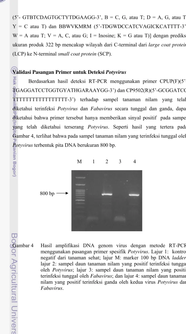 Gambar 4  Hasil amplifikasi DNA genom virus dengan metode RT-PCR  menggunakan pasangan primer spesifik Potyvirus
