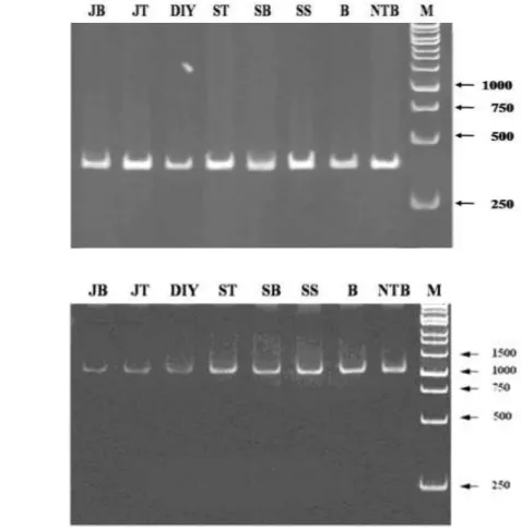 Gambar 2.  Elektroforesis hasil analisis PCR beberapa isolat virus tungro pada PAGE: 