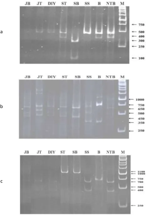Gambar 3.   Elektroforesis hasil analisis PCR-RFLP  beberapa isolat  virus tungro  pada  PAGE:  a)  DNA  RTBV  dengan  enzim  Dra I;  b)  DNA  RTSV  dengan  enzim  BstY I; c) DNA RTSV dengan enzim  Hind III; JB = Jabar; JT = Jateng; DIY 