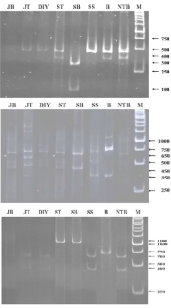 Gambar 3. Dendrogram kekerabatan molekuler beberapa isolat virus tungro berdasarkan analisis PCR-RFLP: a) RTBV;