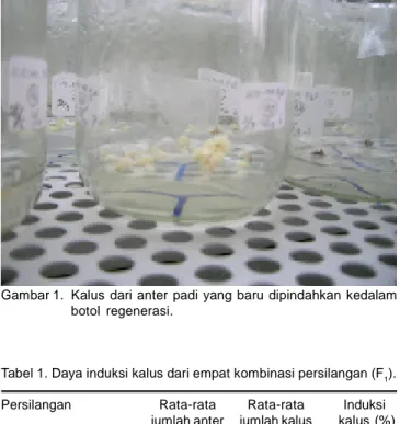 Gambar 1 menunjukkan kalus yang baru dipindah dari cawan petri ke dalam botol kultur berisi media regenerasi tanaman