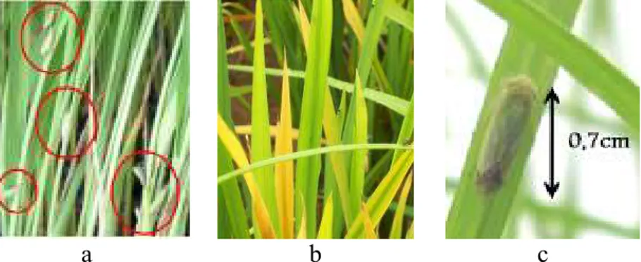 Gambar  1.  Penyediaan  inokulum:  a.  Perbanyakan  serangga  penular;  b.  Sumber  inokulum  dari  daerah  endemik  tungro;  c
