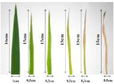 Gambar 2. Gejala warna daun terinfeksi  tungro (hasil pengamatan)  Berdasarkan  hasil  analisis  statistika  pengamatan  terakhir  42HSI  terdapat  perlakuan  varietas  padi  yang  menunjukkan  pengaruh  berbeda  sangat  nyata  yaitu  antara  Varietas  Inp