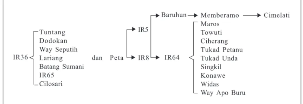 Gambar 4.    Hubungan kekerabatan beberapa varietas tipe IR64.