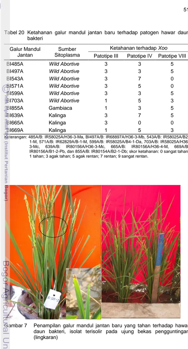 Tabel 20  Ketahanan  galur  mandul  jantan  baru  terhadap  patogen  hawar  daun  bakteri  Galur Mandul  Jantan  Sumber  Sitoplasma 