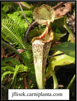 Gambar 1. Kantong Nepenthes rafflesiana Jack. (A) Kantong Bawah         (B) Kantong Atas  
