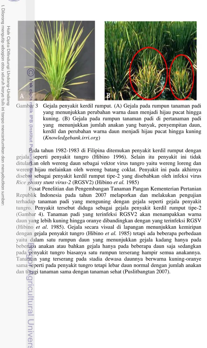 Gambar 3    Gejala penyakit kerdil rumput. (A) Gejala pada rumpun tanaman padi  yang menunjukkan perubahan warna daun menjadi hijau pucat hingga  kuning