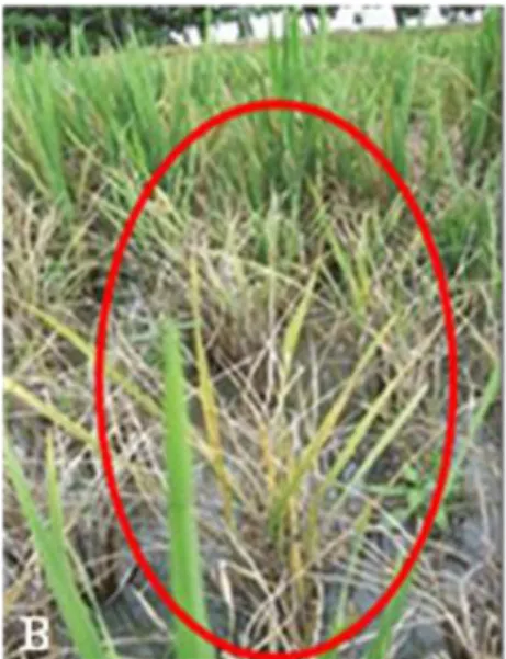 Gambar 4    Gejala penyakit kerdil rumput tipe-2. (A) Gejala pada rumpun tanaman  padi  yaitu  daun  kaku  berwarna  kuning  jingga  dan  anakan  sedikit  (BBP2TP  2010)