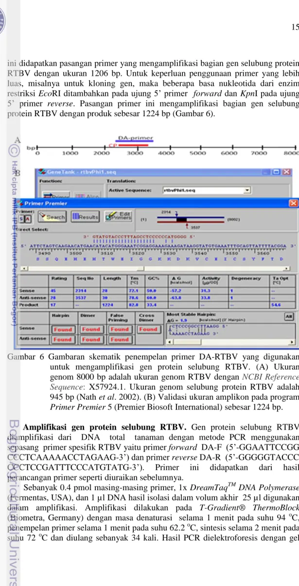 Gambar  6  Gambaran  skematik  penempelan  primer  DA-RTBV  yang  digunakan  untuk  mengamplifikasi  gen  protein  selubung  RTBV