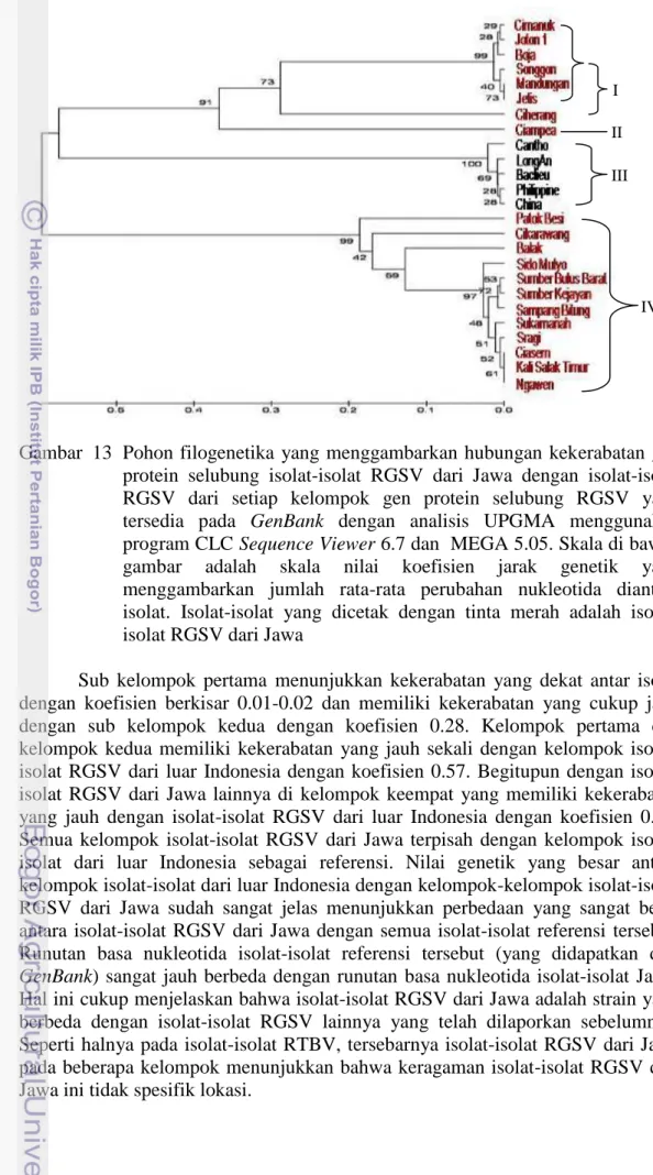 Gambar  13  Pohon filogenetika  yang menggambarkan hubungan kekerabatan  gen  protein  selubung  isolat-isolat  RGSV  dari  Jawa  dengan  isolat-isolat  RGSV  dari  setiap  kelompok  gen  protein  selubung  RGSV  yang  tersedia  pada  GenBank  dengan  anal