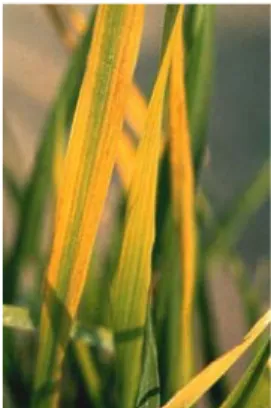 Gambar 1     Gejala serangan virus tungro pada daun tanaman padi. Warna daun       menguning (oranye) dimulai dari ujung daun dan berkembang  sejajar dengan tulang daun (http://www.agrilands.net) 