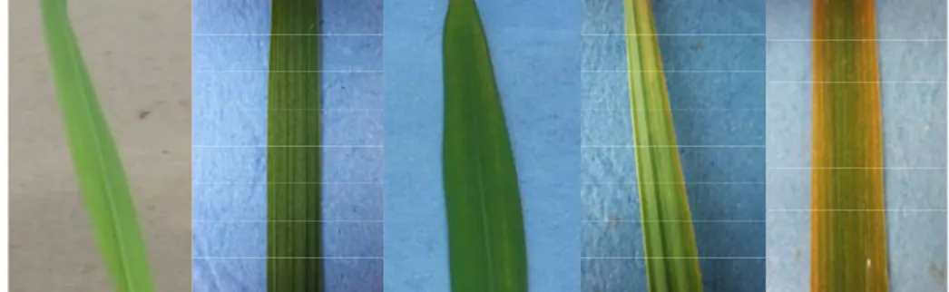 Gambar 2 menunjukkan variasi gejala penyakit tungro pada daun tanaman  padi yang terinfeksi virus tungro