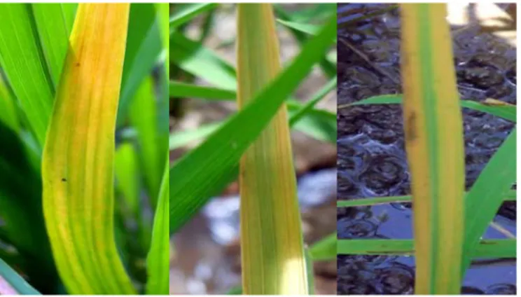 Gambar 4 menunjukkan variasi gejala penyakit tungro pada tanaman padi  IR64 dan padi varietas Santana di lahan tanaman padi di Situ Gede