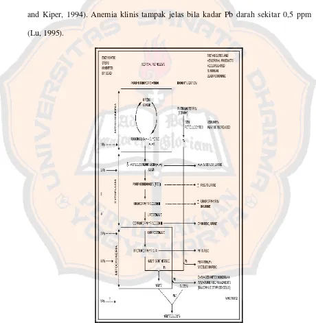 Gambar 1. Skema penghambatan sintesis heme oleh timbal  (Sjamsudin, Suyatna, 2007) 