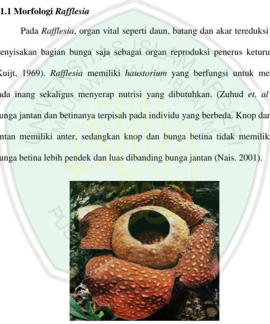 Bab Ii Kajian Pustaka Kuijt 1969 Rafflesia Memiliki Haustorium